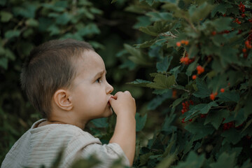 little boy eating red currant in the vegetable garden. Child spends summer in the village