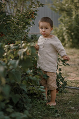 little boy eating red currant in the vegetable garden. Child spends summer in the village