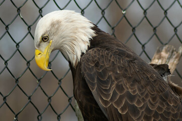 portrait of a bald eagle