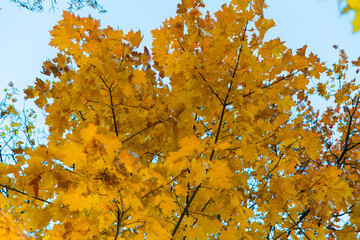 Autumn landscapes, branches with yellow leaves