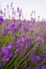 Obraz premium beautiful lavender color Provence Ukrainian