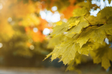 Autumn landscapes, branches with yellow leaves