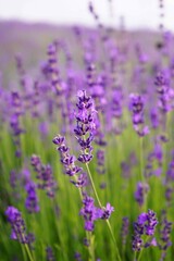 macro photography of lavender