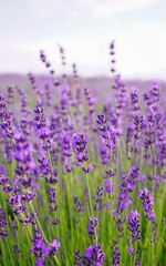beautiful lavender color Provence Ukrainian