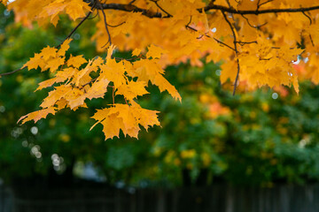 Autumn landscapes, branches with yellow leaves