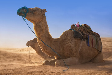Fototapeta premium Dromedary Camel sits on the sand in the Sahara Desert, resting.