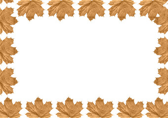 Maple leaves on a white background