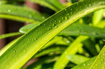 water drops on a leaf