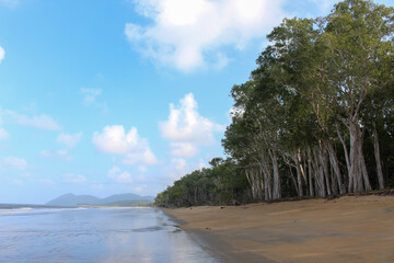 Fototapeta na wymiar Thicket of trees on a tropical beach