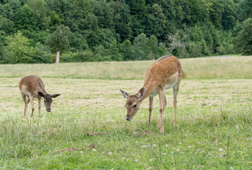 Naklejka na ściany i meble deer in the meadow