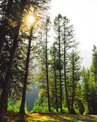 Obraz premium Sun rays shining through trees in the forest.