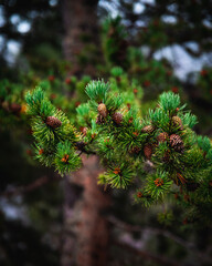 close up of pine needles