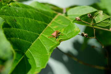 caterpillar on leaf