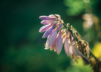 fioletowe kwiaty funkii (host) © Henryk Niestrój