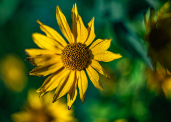 przekwitły żółty kwiat w ogrodzie
