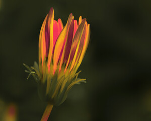 Bright can colorful fall flower in my garden with blurred background