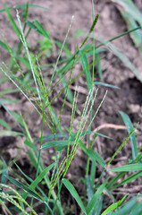 In the field, like a weed, grows Digitaria sanguinalis