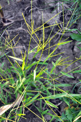 In the field, like a weed, grows Digitaria sanguinalis