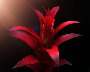 A tropical plant with background cut out and lighting