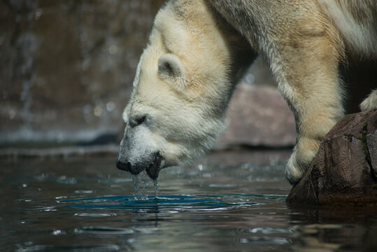 Portrait of polar bear in border water in a zoologic park