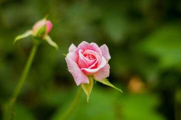 naturaleza de tierra del fuego
