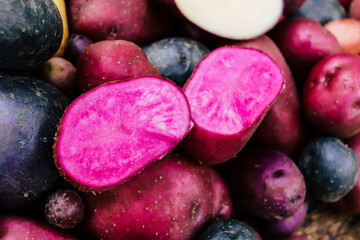 red organic potato close-up selective focus, potato harvest