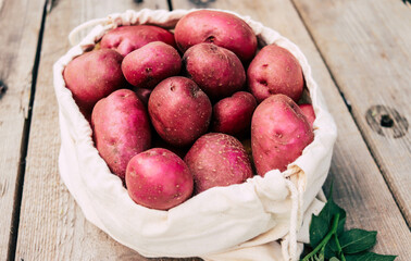 red organic potato close-up selective focus, potato harvest