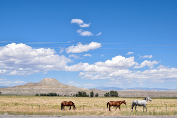 Obraz premium Horses on the range