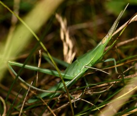 Green grasshopper