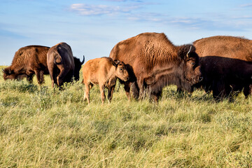 Buffalo on the Prairie