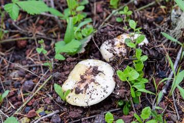 Mushrooms in the forest