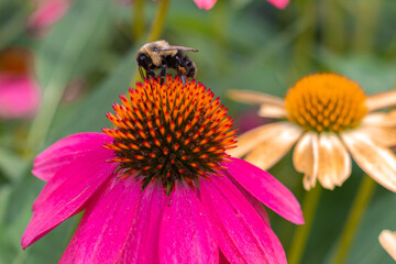 bee on a flower