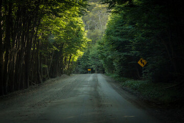 bosques fueguinos
