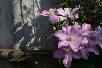 Light purple clematis flowers on gray background