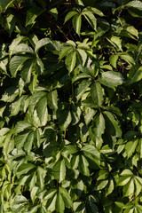 Natural background of parthenocissus. Girlish grape, vertical background.