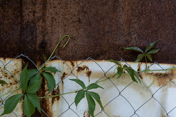 Wild grape leaves on an old rusty background, parthenocissus, with  copy space.