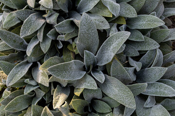 Fluffy leaves of stachys (lambs ear), natural background. 