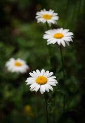 Fototapeta premium Close up of white and yellow daisy flowers growing in a field.