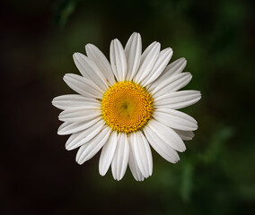 Isolated close up of a single yellow and white daisy shot from above.
