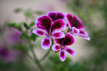 Close up of purple and white flowers on geranium mosquitaway plant.