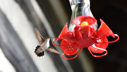 Close up of a hummingbird hovering in flight near a bird feeder. © Cavan