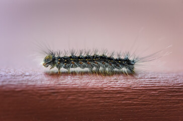 Close up of gypsy moth caterpillar crawling on wood.