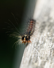 Close up of gypsy moth caterpillar crawling on wood.