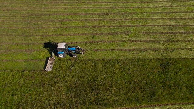 Blue tractor surround by storks mows grass in a field. Filmed with drone from high altitude.
