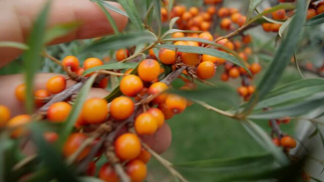 Sea buckthorn. The use of juices, compotes, wines, sea buckthorn oil. This oil is used in medicine and cosmetology. Selective focus
