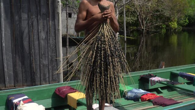 Man holding bunch of fresh acai fruit in amazon rainforest in summer sunny day. Concept of environment, ecology, sustainability, biodiversity, superfood, bioeconomy, healthy food. Amazonas, Brazil. 	