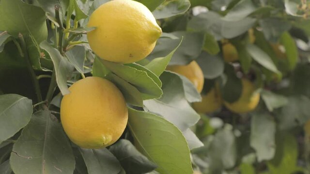 Detail of lemon tree with ripe lemons ready to harvest and consume.