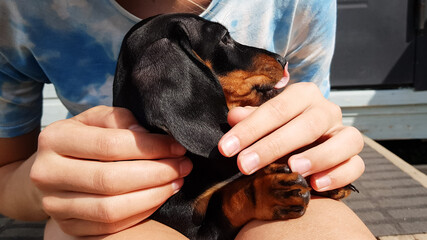the child holds the dachshund puppy in his arms. a man and a dog are friends. cute black dog