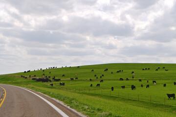 Cattle grazing in the tallgrass prairie of the Kansas Flint Hills