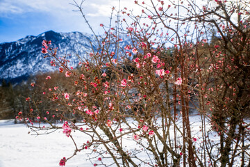 Blühender Winterschneeball in winterlicher alpinen Landschaft  